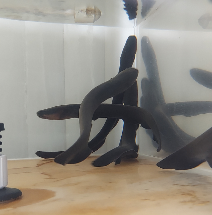 Electric Eel (Electrophorus electricus)