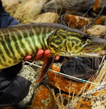 Load image into Gallery viewer, Tiger Muskie (Esox sp)
