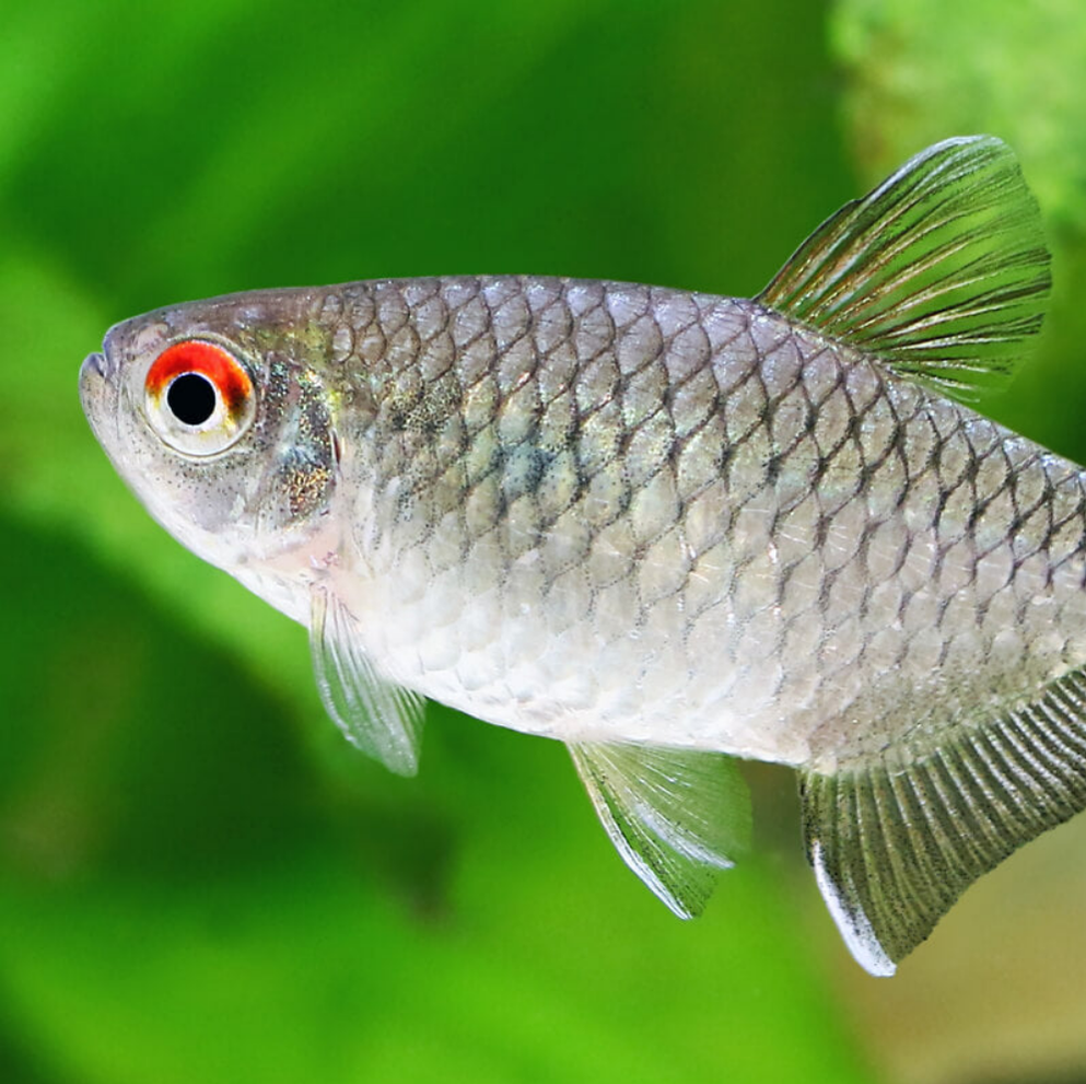 BARBS — Predatory Fins