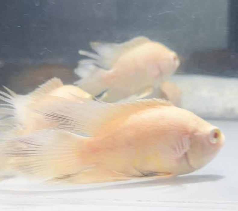 Albino Longfin / Veiltail Snow White Oscar Cichlid (Astronotus ocellatus)