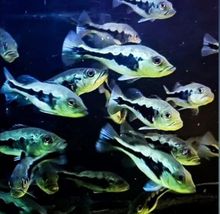 Blackberry Peacock Bass (Cichla melaniae sp)