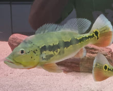 Load image into Gallery viewer, Blackberry Peacock Bass (Cichla melaniae sp)
