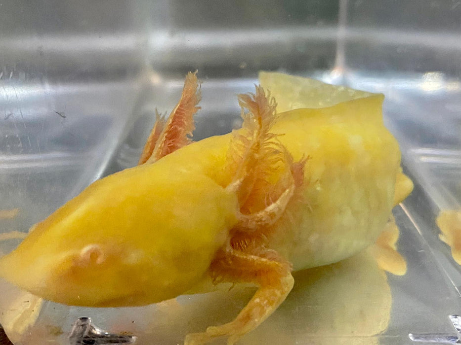 Golden Albino GFP Axolotl (Ambystoma mexicanum)