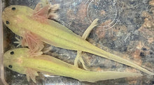 Load image into Gallery viewer, Freckled Leucistic GFP Lucy Axolotl (Ambystoma mexicanum)
