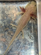 Load image into Gallery viewer, Melanoid Axanthic Copper MAC Axolotl (Ambystoma mexicanum)
