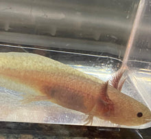 Load image into Gallery viewer, Melanoid Axanthic Copper MAC Axolotl (Ambystoma mexicanum)
