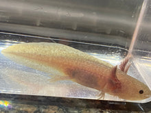 Load image into Gallery viewer, Melanoid Axanthic Copper MAC Axolotl (Ambystoma mexicanum)
