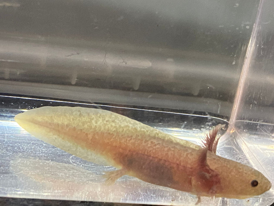 Melanoid Axanthic Copper MAC Axolotl (Ambystoma mexicanum)