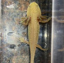 Load image into Gallery viewer, Copper Axolotl (Ambystoma mexicanum)
