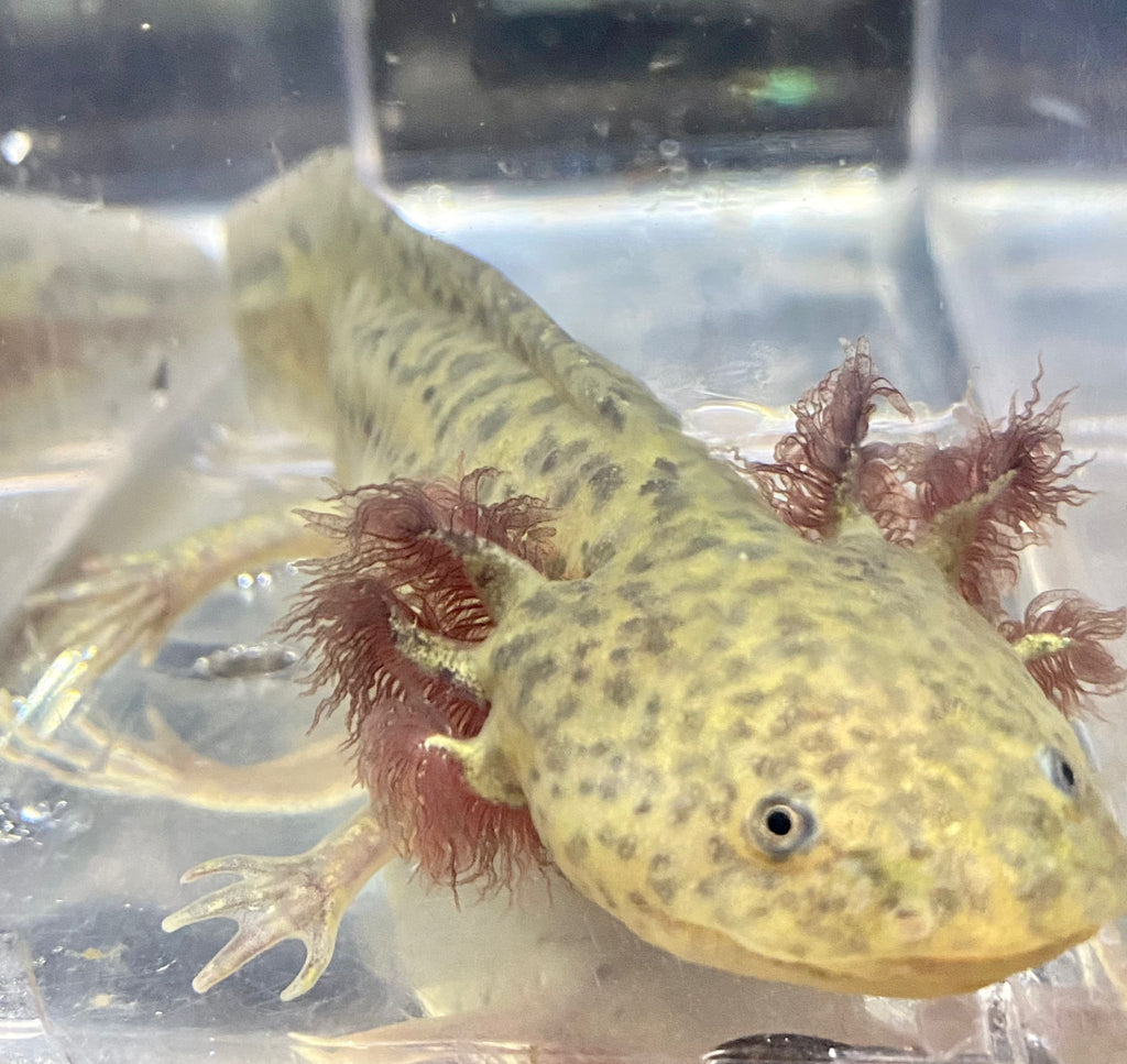 Light Based Spotted Axolotl (Ambystoma mexicanum) — Predatory Fins