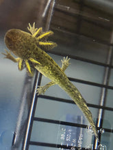 Load image into Gallery viewer, Wild Starburst Axolotl (Ambystoma mexicanum)
