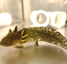 Load image into Gallery viewer, Wild Starburst Axolotl (Ambystoma mexicanum)
