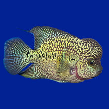 Load image into Gallery viewer, Kamfa Flowerhorn Cichlid (Cichlasoma sp)
