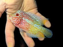 Load image into Gallery viewer, Kamfa Flowerhorn Cichlid (Cichlasoma sp)
