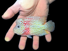 Load image into Gallery viewer, Kamfa Flowerhorn Cichlid (Cichlasoma sp)
