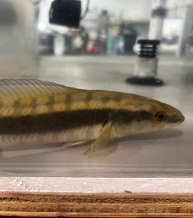 Red Finned Johanna Pike Cichlid (Crencichla johanna)