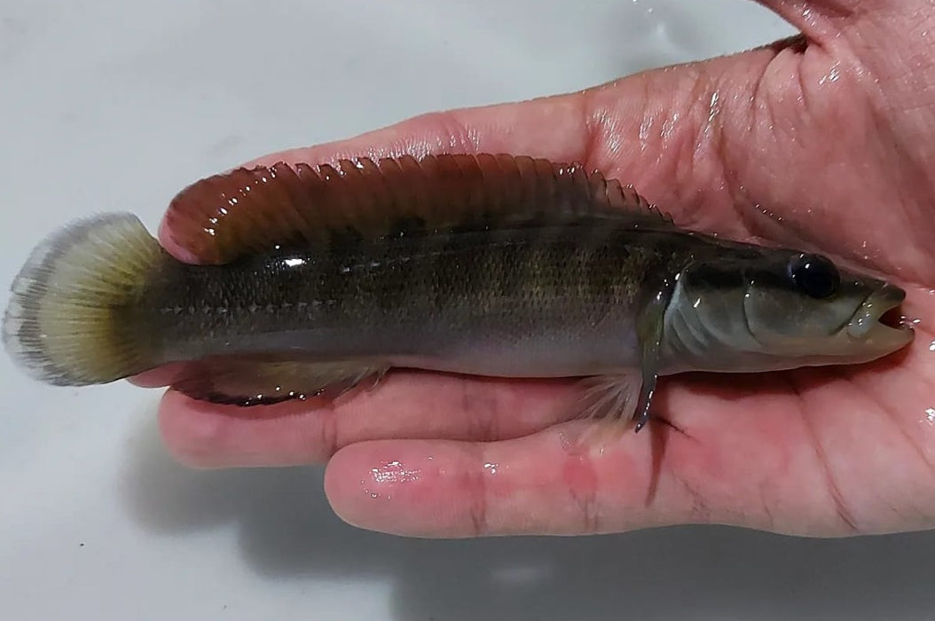 Cameta Pike Cichlid (Crenicichla cametana)