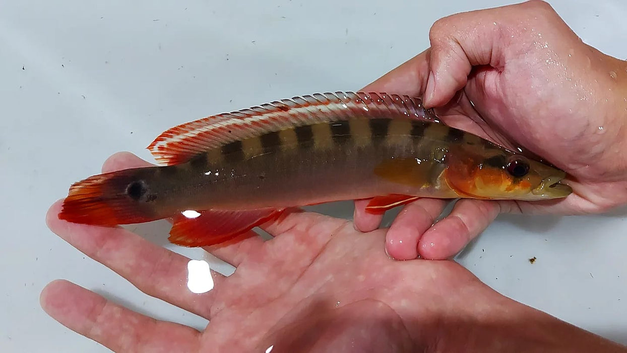 Red Xingu Pike Cichlid (Crenicichla lugubris Xingu)