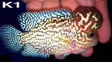 Load image into Gallery viewer, Kamfa Flowerhorn Cichlid (Cichlasoma sp)
