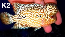 Load image into Gallery viewer, Kamfa Flowerhorn Cichlid (Cichlasoma sp)
