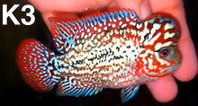 Load image into Gallery viewer, Kamfa Flowerhorn Cichlid (Cichlasoma sp)
