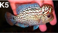 Load image into Gallery viewer, Kamfa Flowerhorn Cichlid (Cichlasoma sp)
