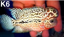 Load image into Gallery viewer, Kamfa Flowerhorn Cichlid (Cichlasoma sp)
