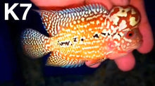 Load image into Gallery viewer, Kamfa Flowerhorn Cichlid (Cichlasoma sp)
