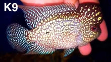 Load image into Gallery viewer, Kamfa Flowerhorn Cichlid (Cichlasoma sp)
