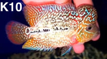 Load image into Gallery viewer, Kamfa Flowerhorn Cichlid (Cichlasoma sp)
