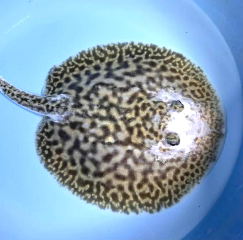 White Tiger Panda Pearl Stingray (Potamotrygon jabuti) — Predatory Fins