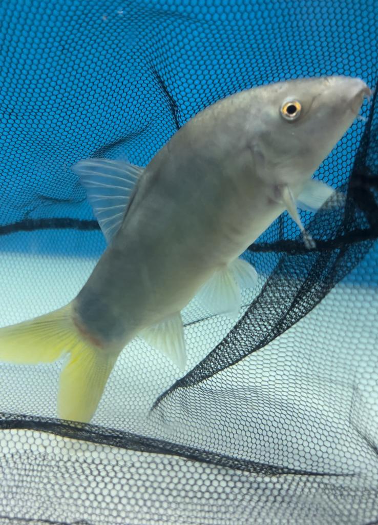 Botia Yellowtail LOACHES – Predatory Fins