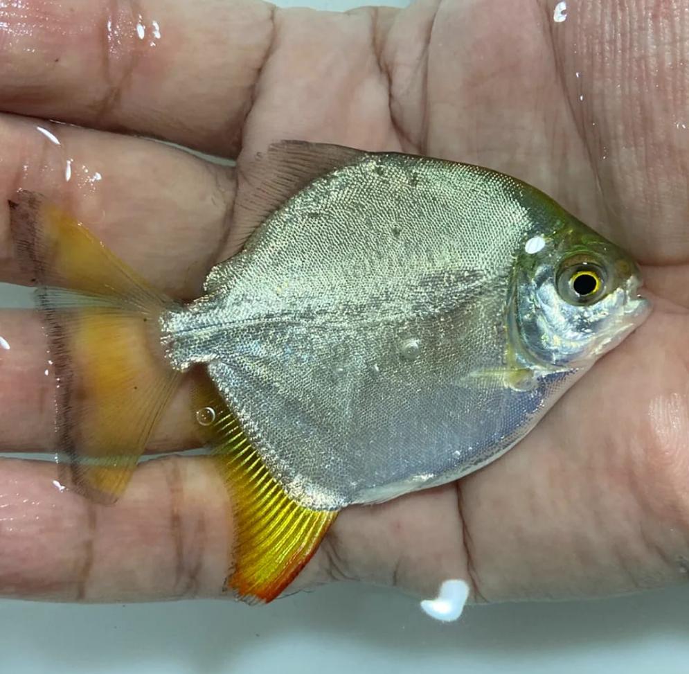 Yellow Fin Red Hook Silver Dollar (Myloplus arnoldi) — Predatory Fins