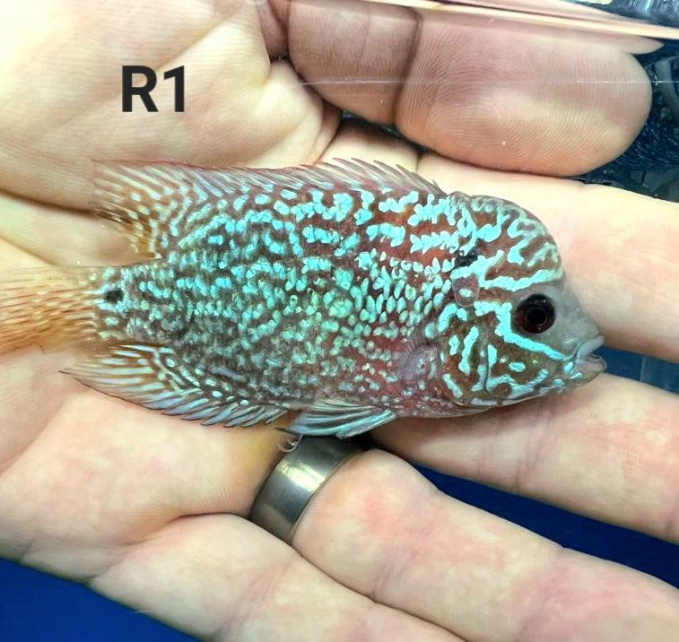 Kamfa Flowerhorn Cichlid (Cichlasoma sp)
