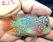 Load image into Gallery viewer, Kamfa Flowerhorn Cichlid (Cichlasoma sp)

