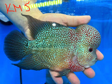 Load image into Gallery viewer, Kamfa Flowerhorn Cichlid (Cichlasoma sp)

