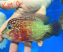 Load image into Gallery viewer, Kamfa Flowerhorn Cichlid (Cichlasoma sp)
