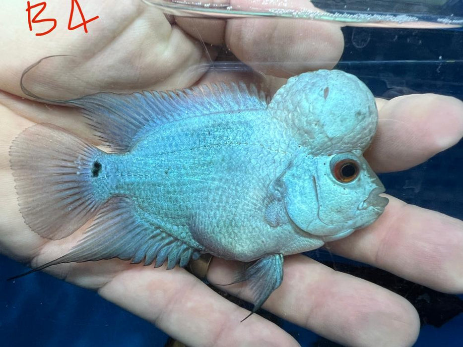 Blue Thai Silk Flowerhorn Cichlid (Cichlasoma sp)