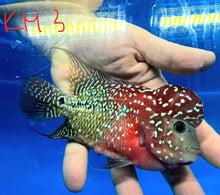 Load image into Gallery viewer, Kamfa Flowerhorn Cichlid (Cichlasoma sp)
