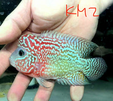 Load image into Gallery viewer, Kamfa Flowerhorn Cichlid (Cichlasoma sp)
