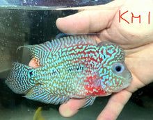 Load image into Gallery viewer, Kamfa Flowerhorn Cichlid (Cichlasoma sp)
