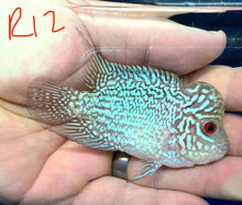 Load image into Gallery viewer, Kamfa Flowerhorn Cichlid (Cichlasoma sp)
