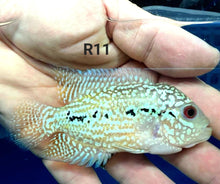 Load image into Gallery viewer, Kamfa Flowerhorn Cichlid (Cichlasoma sp)

