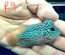 Load image into Gallery viewer, Kamfa Flowerhorn Cichlid (Cichlasoma sp)
