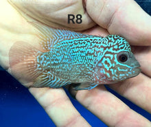 Load image into Gallery viewer, Kamfa Flowerhorn Cichlid (Cichlasoma sp)
