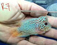 Load image into Gallery viewer, Kamfa Flowerhorn Cichlid (Cichlasoma sp)
