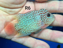 Load image into Gallery viewer, Kamfa Flowerhorn Cichlid (Cichlasoma sp)
