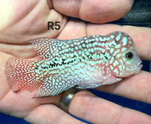 Load image into Gallery viewer, Kamfa Flowerhorn Cichlid (Cichlasoma sp)
