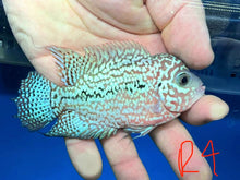 Load image into Gallery viewer, Kamfa Flowerhorn Cichlid (Cichlasoma sp)
