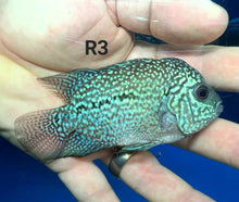 Load image into Gallery viewer, Kamfa Flowerhorn Cichlid (Cichlasoma sp)
